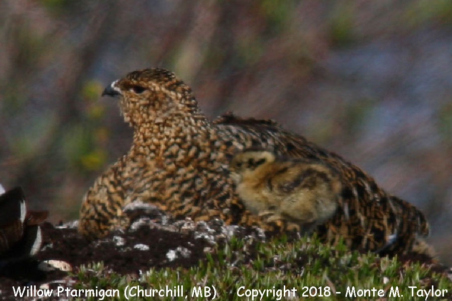 Willow Ptarmigan - summer male / female with chick- (Churchill, Manitoba, Canada)