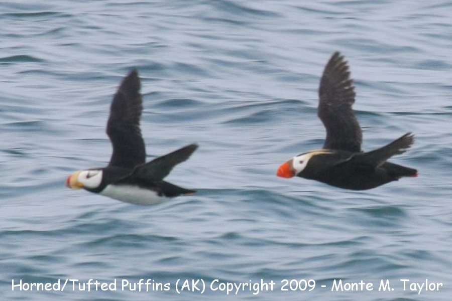 Horned Puffin followed by Tufted Puffin -fall- (Gambell, St. Lawrence Island, Alaska)