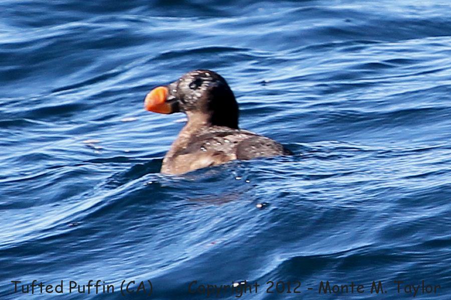 Tufted Puffin -fall adult- (California)