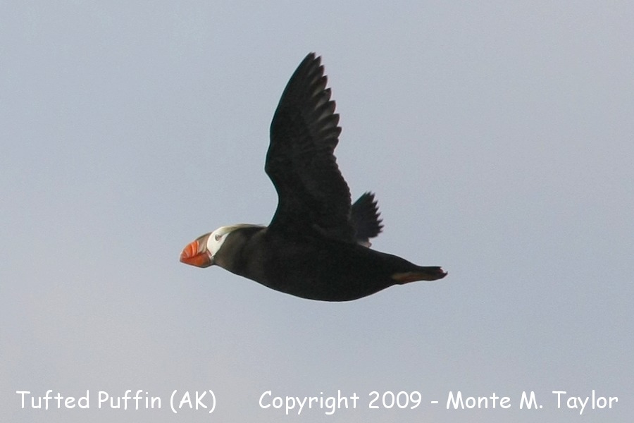 Tufted Puffin -fall- (Gambell, St. Lawrence Island, Alaska)