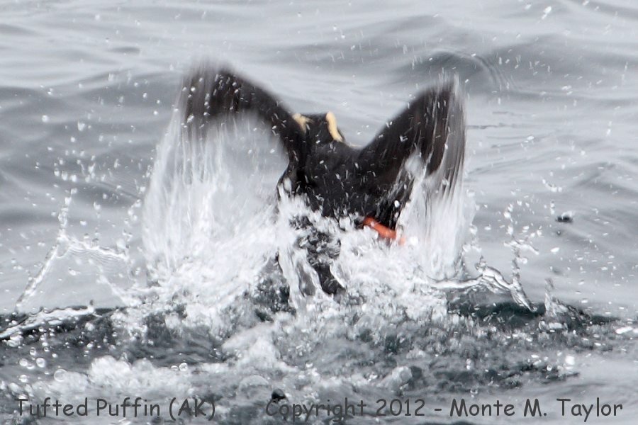 Tufted Puffin -spring taking off from water- (Aleutian Islands, Alaska)