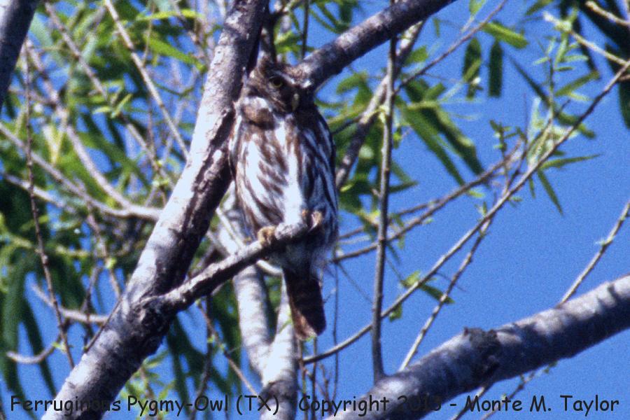 Ferruginous Pygmy-Owl -spring- (Texas)