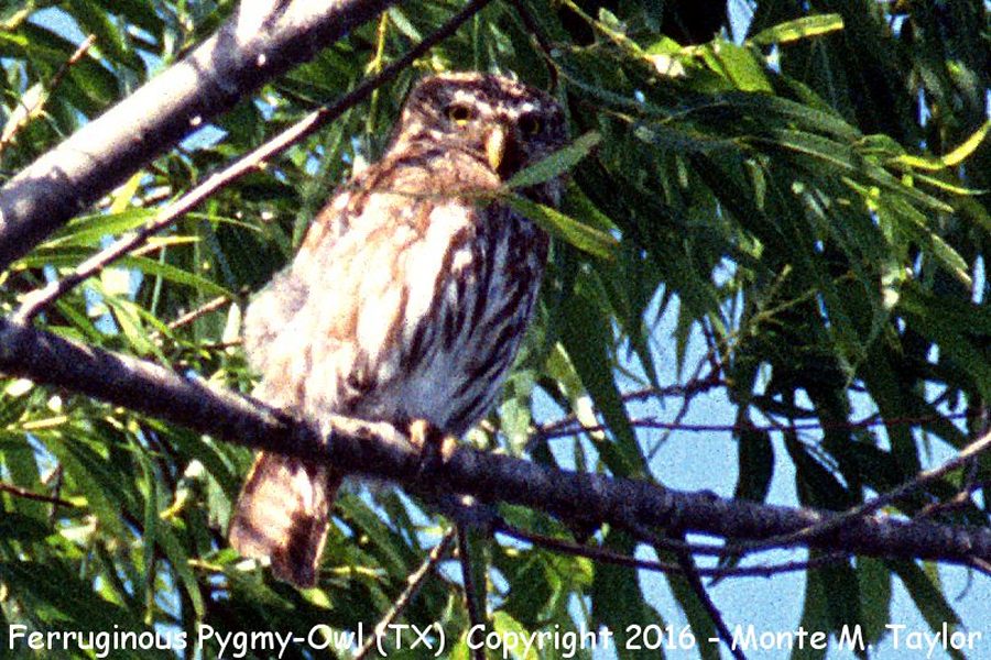 Ferruginous Pygmy-Owl -spring- (Texas)