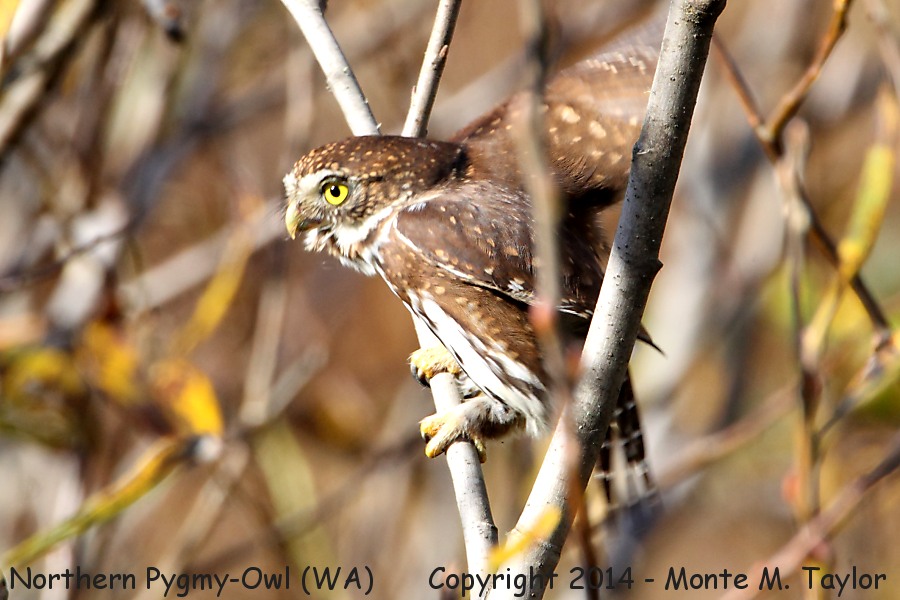 Northern Pygmy-Owl -fall- (Washington)