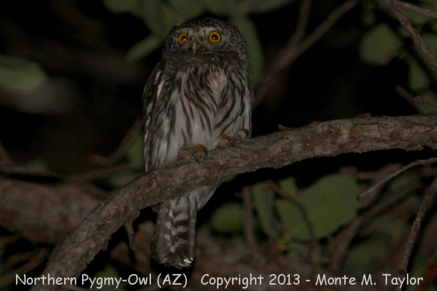 Northern Pygmy-Owl -spring- (Arizona)