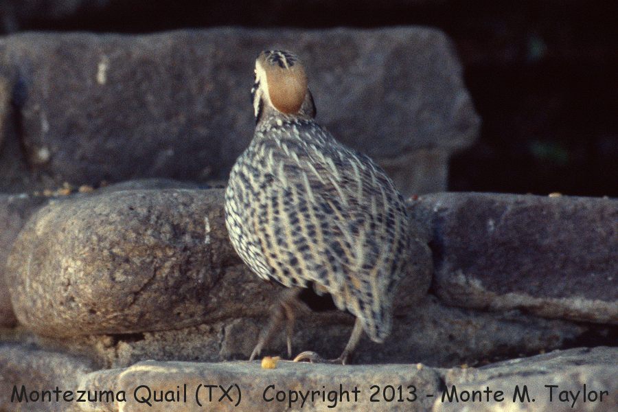 Montezuma Quail -spring male- (Davis Mountains, Texas)