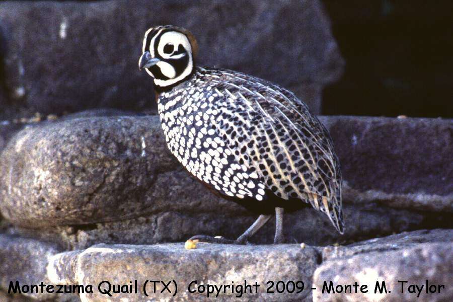 Montezuma Quail -spring male- (Texas)