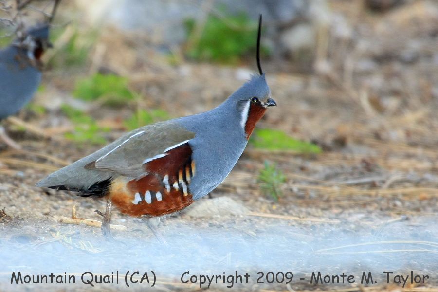 Mountain Quail -spring male- (California)