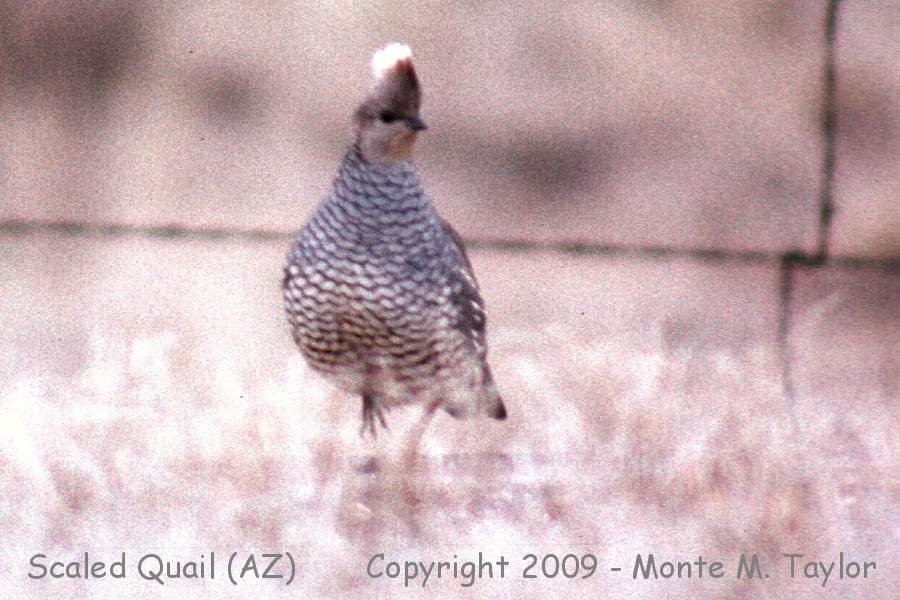 Scaled Quail -spring male- (Arizona)