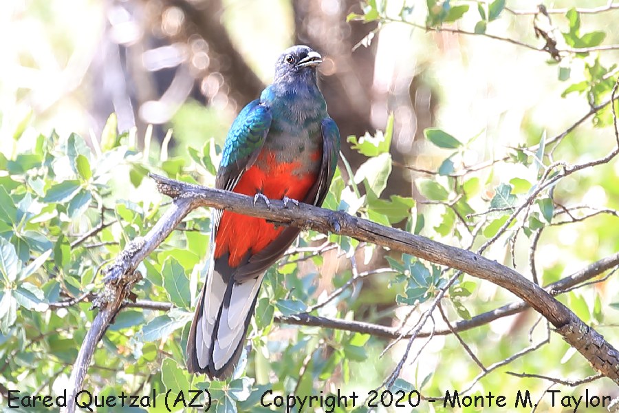 Eared Quetzal -Juvenal Male- (Herb Martyr Road, Cave Creek, Portal, Arizona)