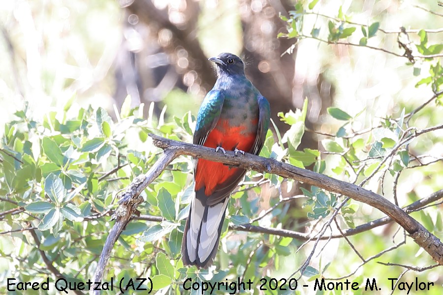 Eared Quetzal -Juvenal Male- (Herb Martyr Road, Cave Creek, Portal, Arizona)