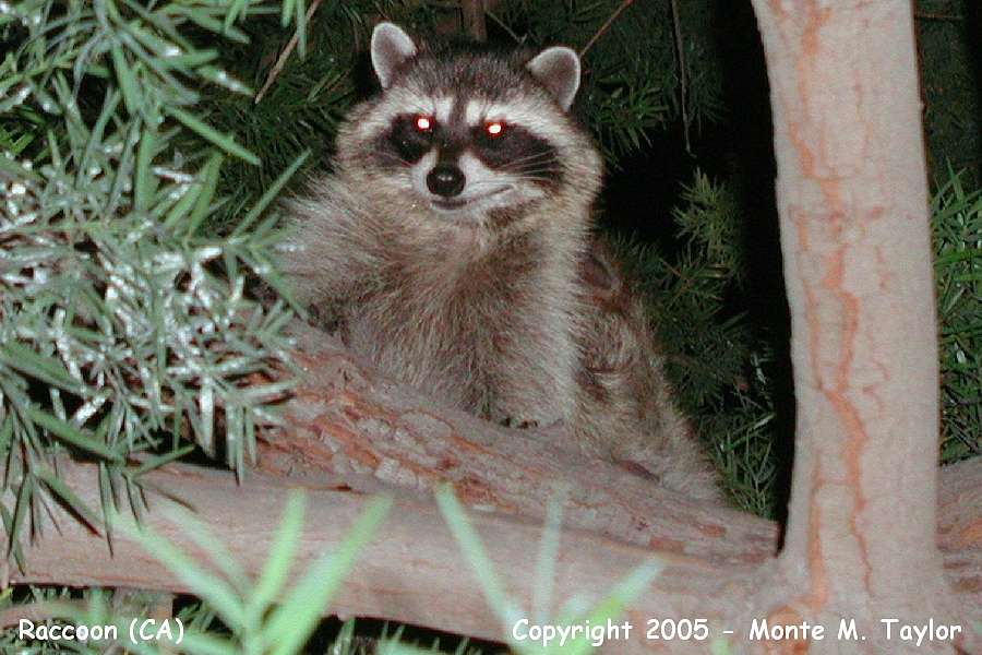 Raccoon (California)