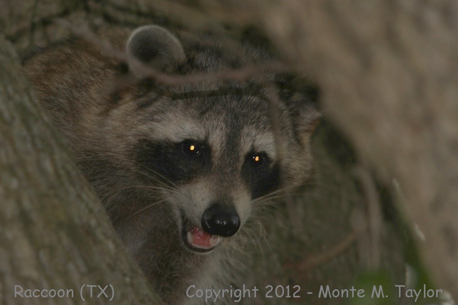 Raccoon -spring- (Sabine Woods / Sabine Pass, Texas)