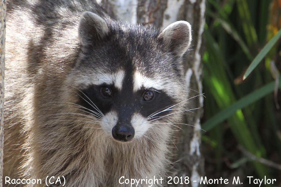 Raccoon -summer female- (California)