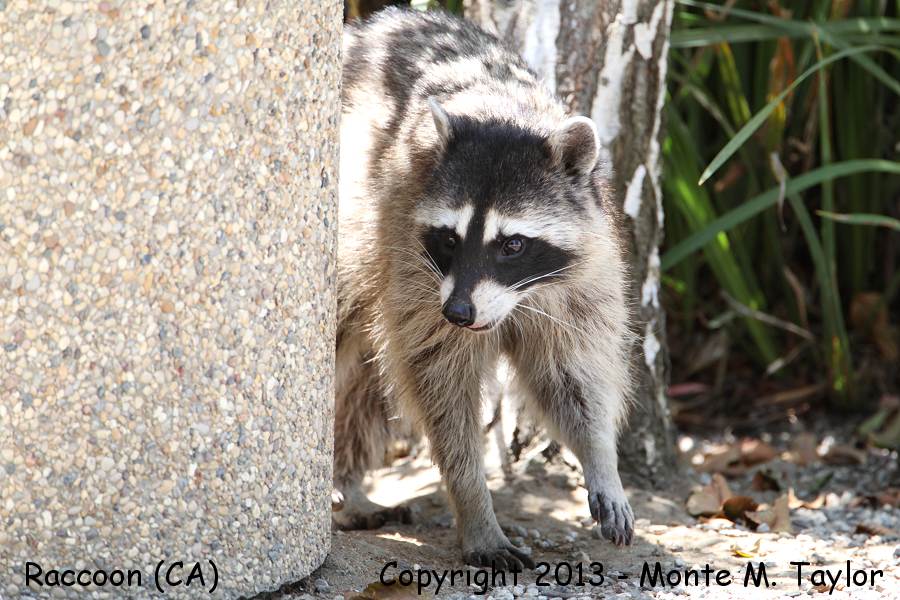 Raccoon -summer female- (California)