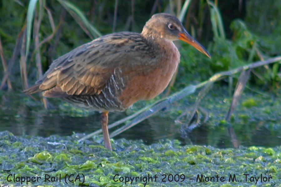 Ridgways Rail (previously split from Clapper) -winter light-footed race- (California)