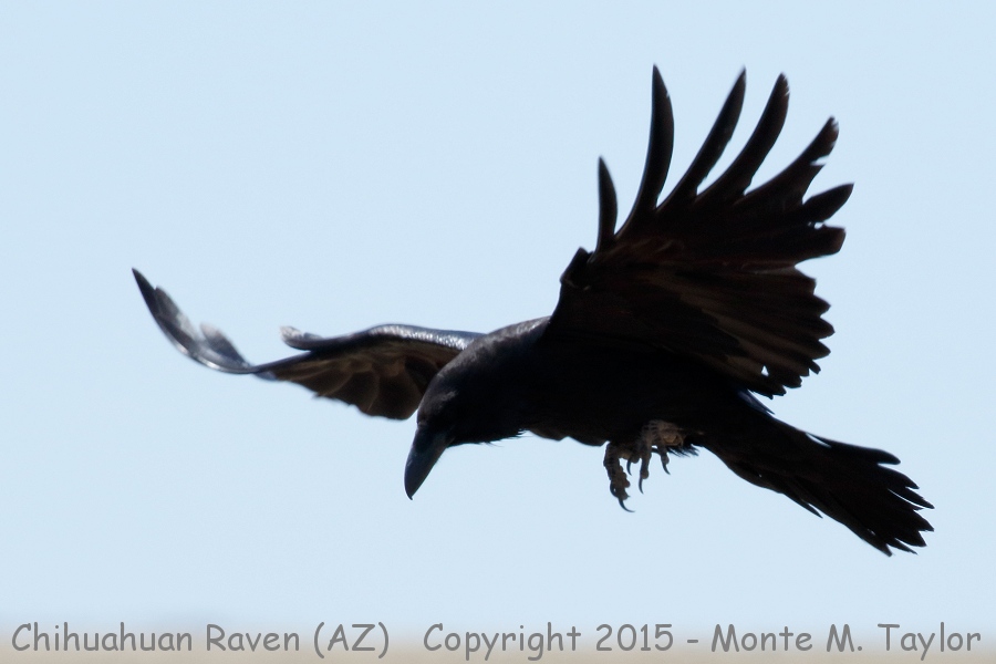 Chihuahuan Raven -spring- (Arizona)