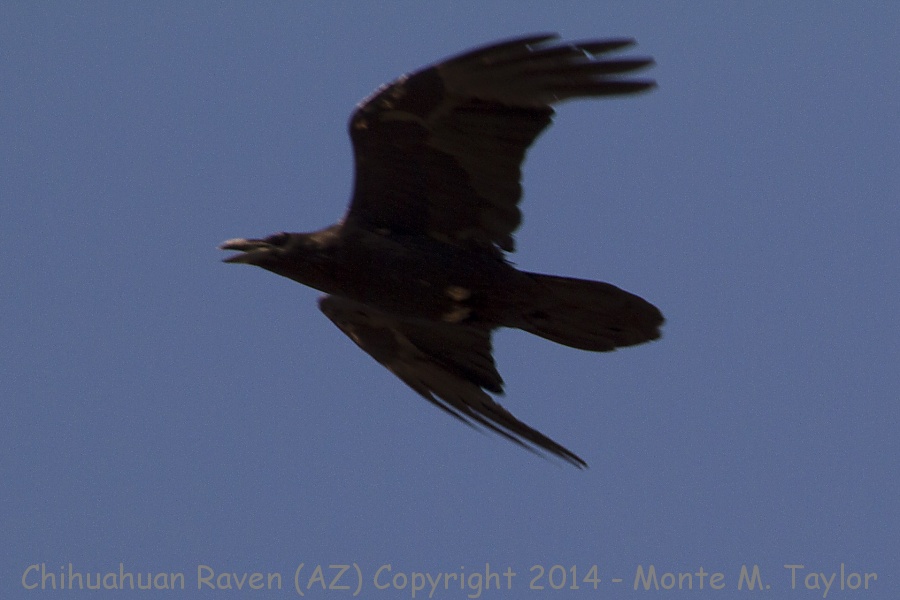 Chihuahuan Raven -summer- (Arizona)