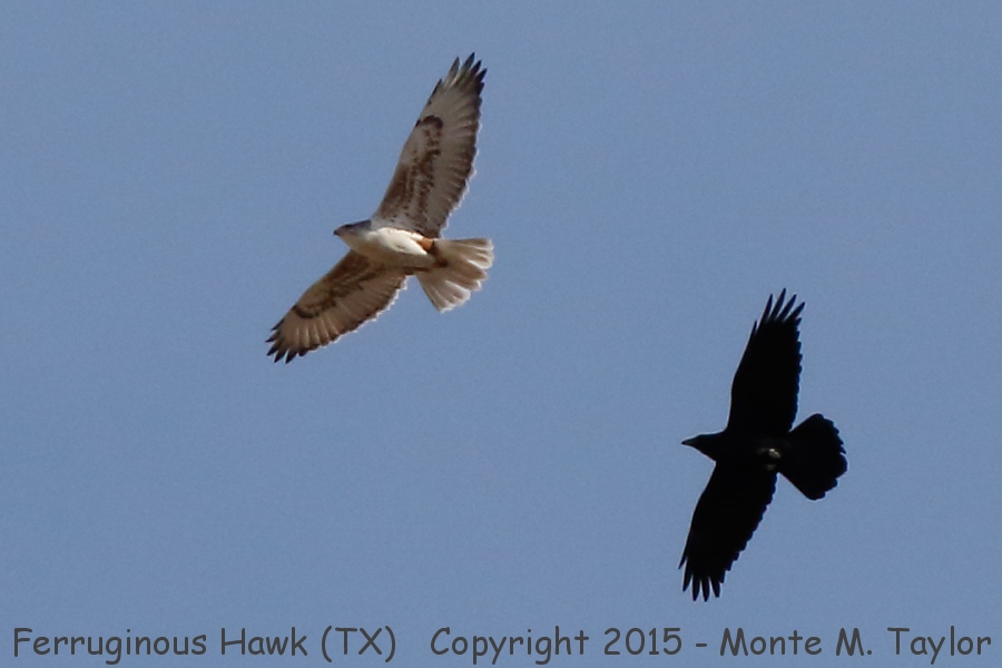 Ferruginous Hawk -winter- (Texas)