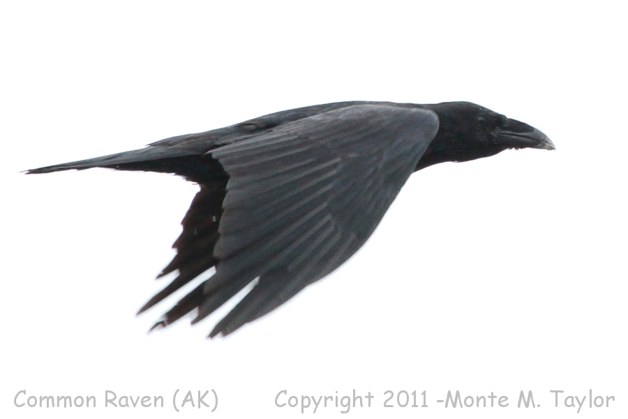 Common Raven -fall- (Gambell, St. Lawrence Island, Alaska)