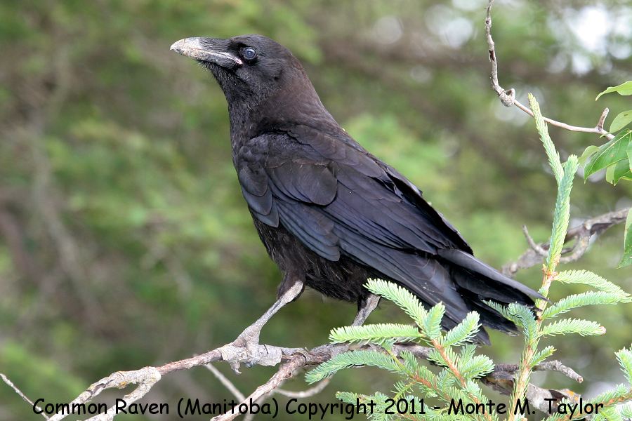 Common Raven -summer juvenile- (Manitoba, Canada)