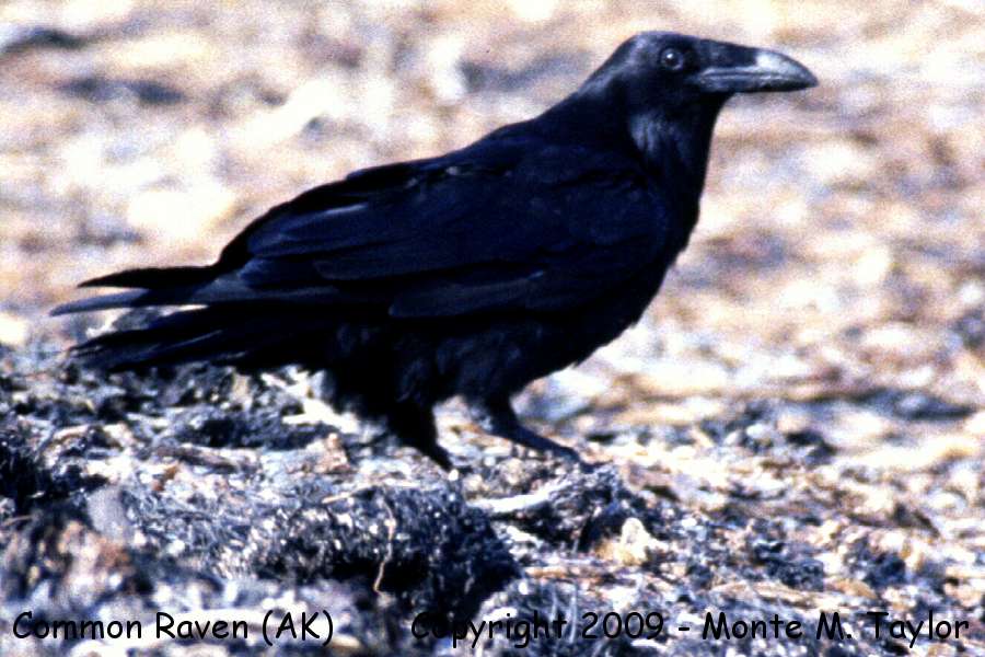 Common Raven -spring- (Alaska)