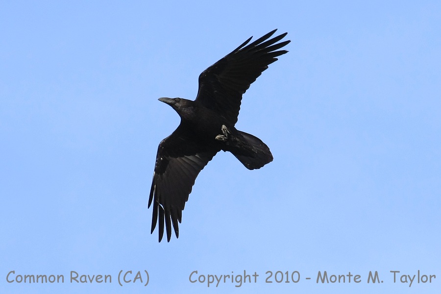 Common Raven -spring- (California)