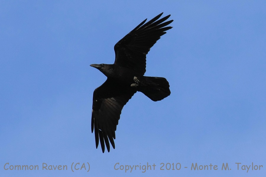 Common Raven -spring- (California)
