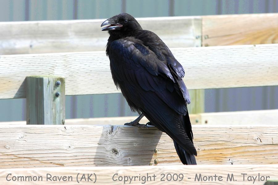 Common Raven -summer- (Nome, Alaska)