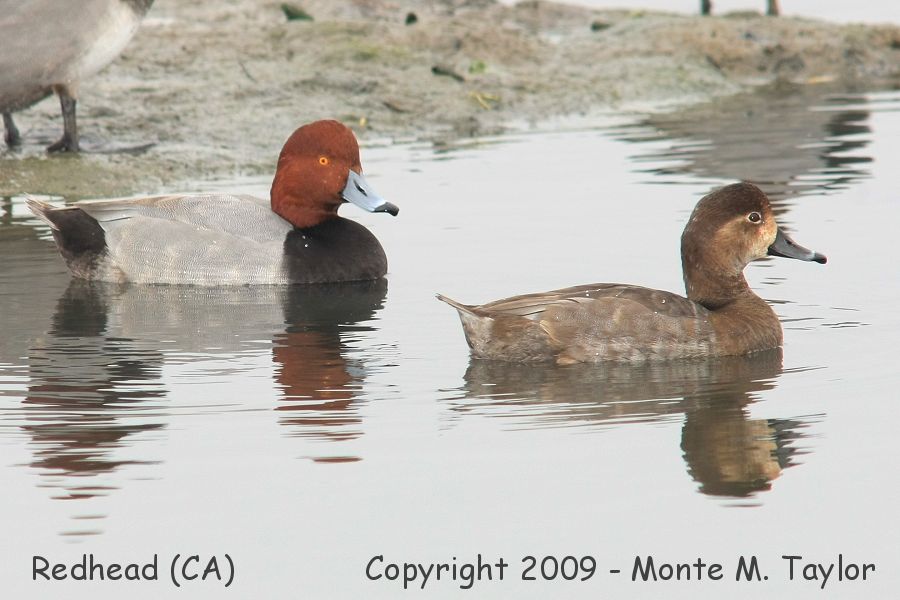 Redhead -fall male and female- (California)