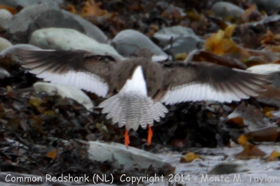 Common Redshank -May 3rd, 2014- (Renews, Newfoundland)