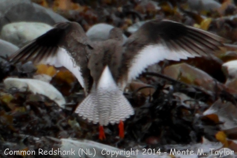 Common Redshank -May 3rd, 2014- (Renews, Newfoundland)