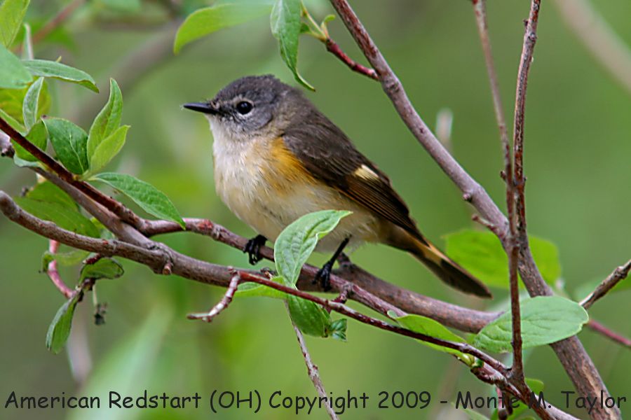 American Redstart -spring female- (Ohio)