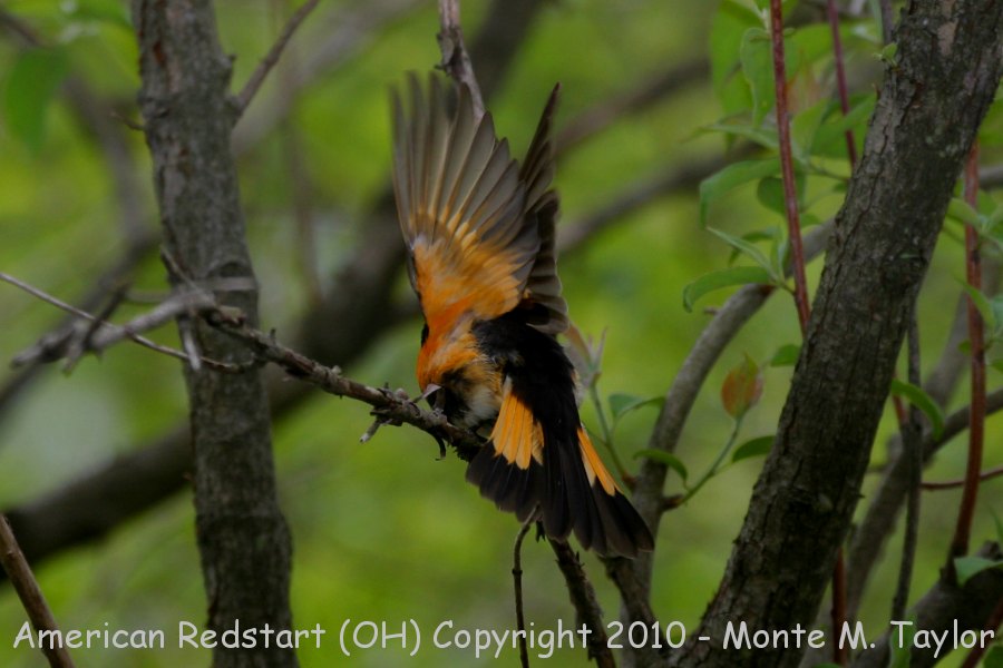 American Redstart -spring male- (Ohio)