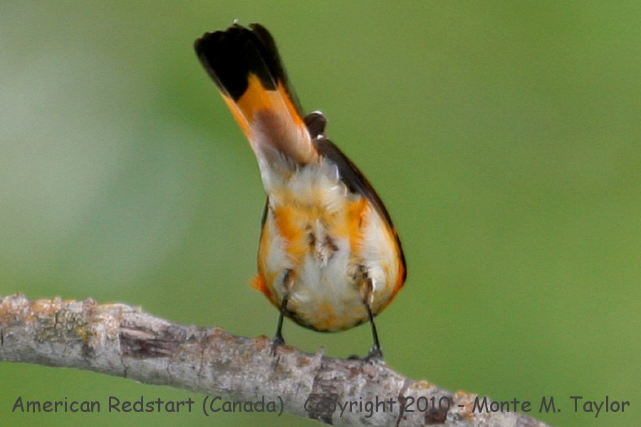 American Redstart -summer male- (Manitoba, Canada)