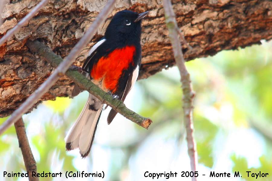 Painted Redstart -fall- (California)
