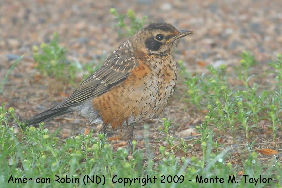 American Robin -fledgling- (North Dakota)