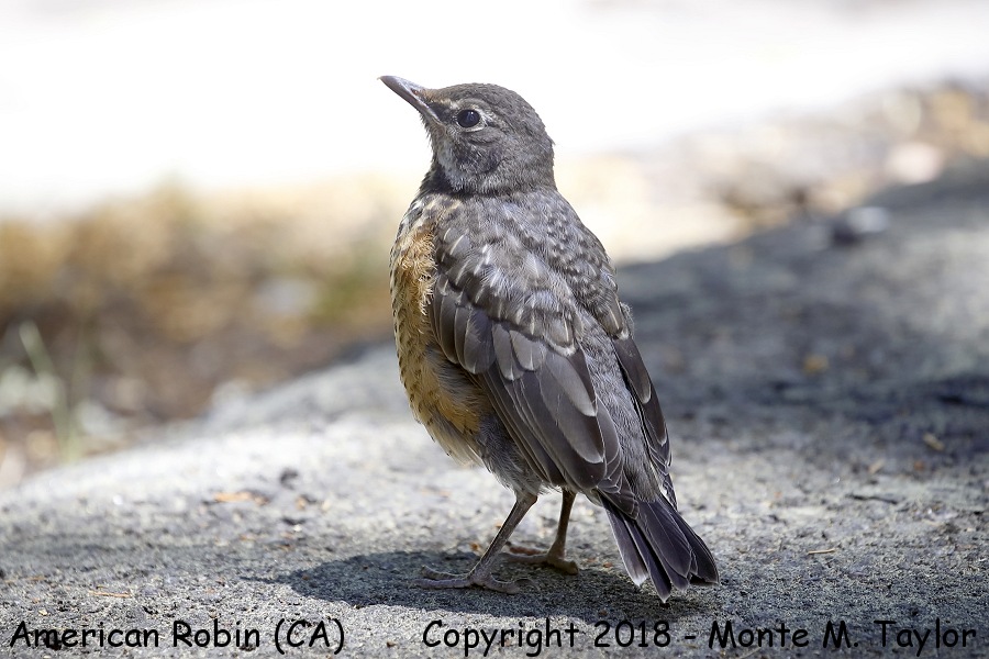 American Robin -summer juvenal- (California)