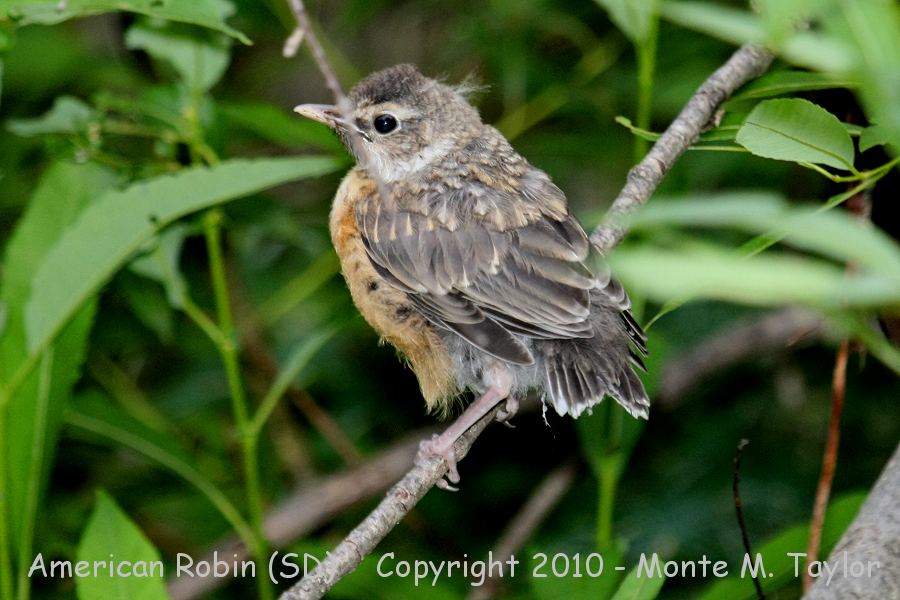 American Robin -summer juvenile- (South Dakota)