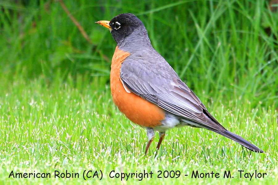 American Robin -spring- (California)
