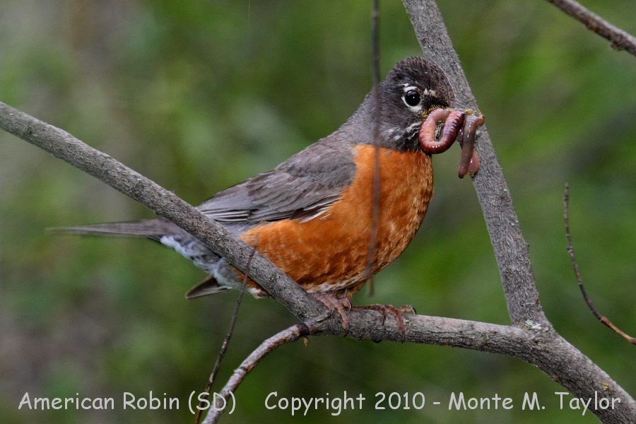 American Robin -summer- (South Dakota)