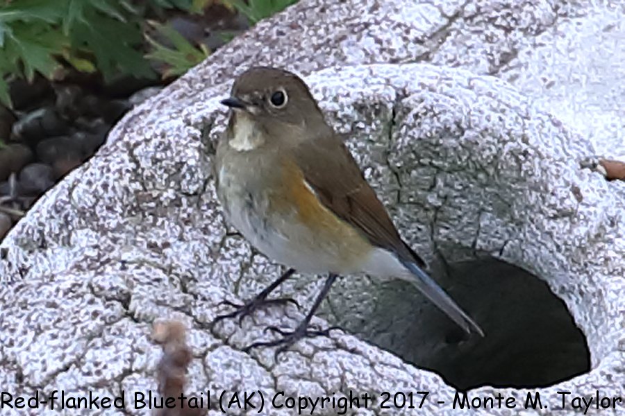 Red-flanked Bluetail -fall Sept 26th, 2017- (Gambell, St. Lawrence Island, Alaska)