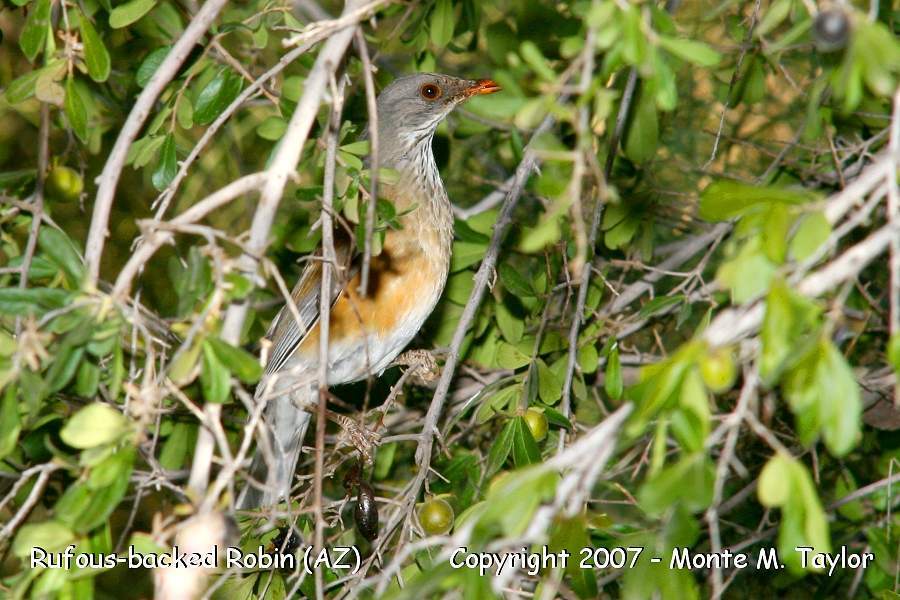 Rufous-backed Robin -winter- (Arizona)
