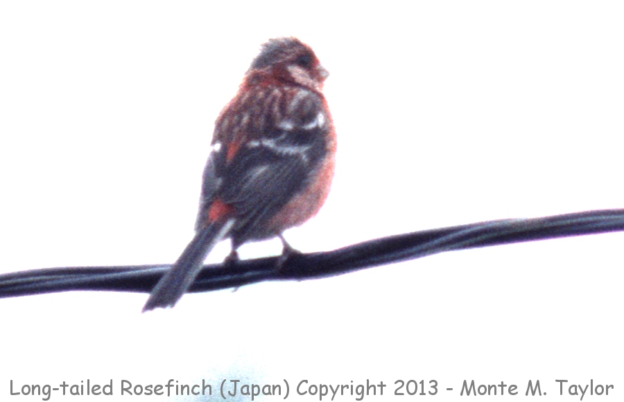 Long-tailed Rosefinch -summer male- (Hokkaido, Japan)