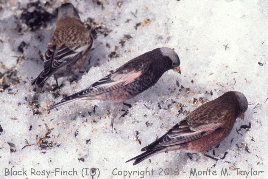 Black Rosy-Finch -winter- (Idaho)