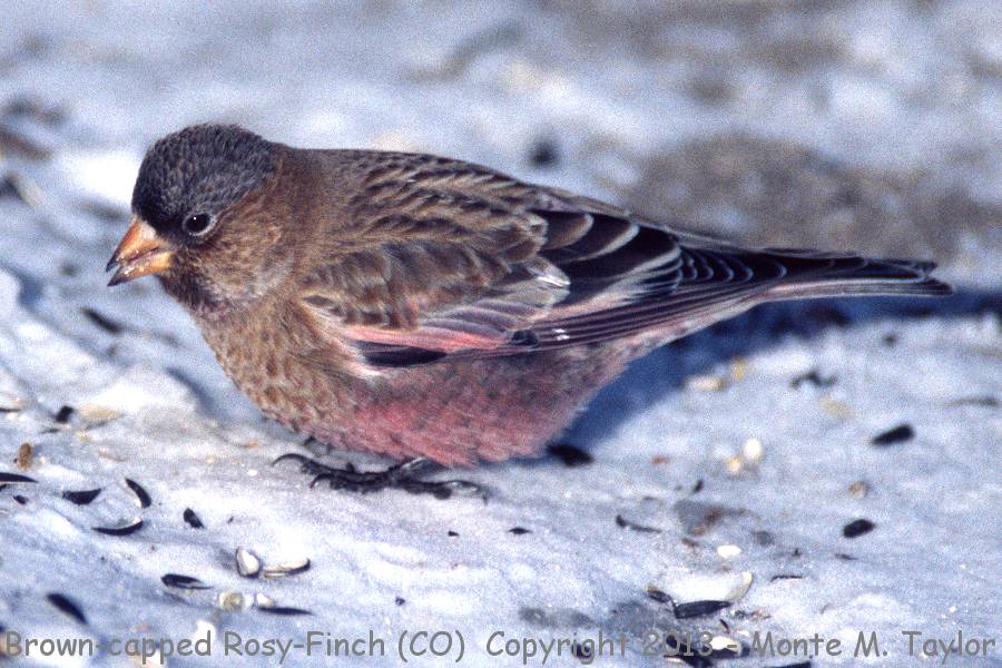 Brown-capped Rosy-Finch -winter male- (Colorado)