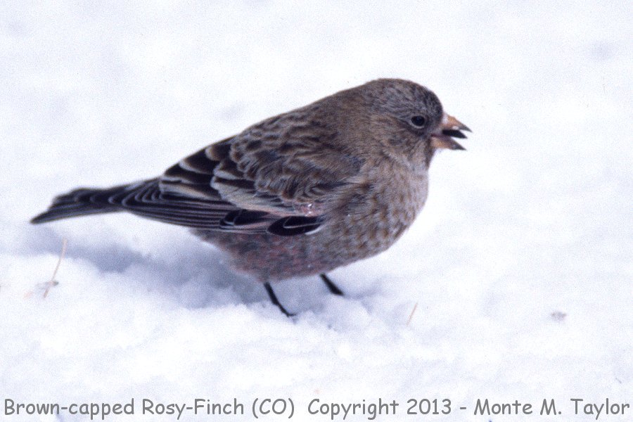 Brown-capped Rosy-Finch -winter- (Colorado)