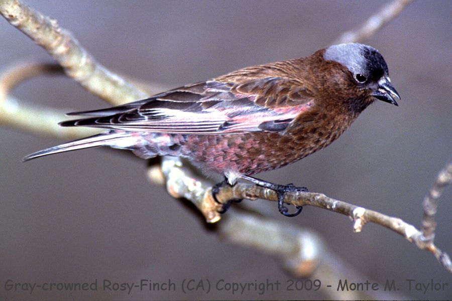 Gray-crowned Rosy-Finch -winter male- (California)