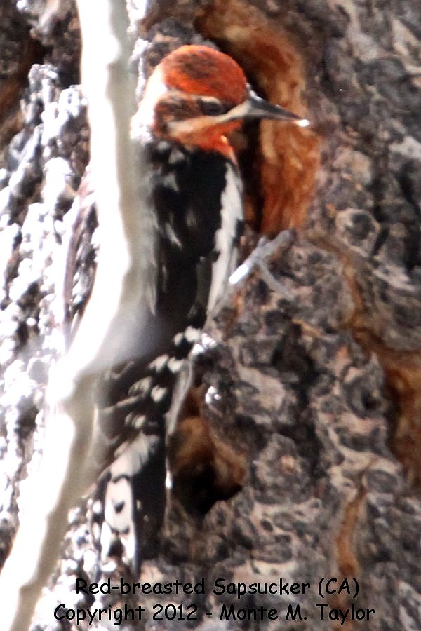 Red-breasted Sapsucker -summer- (California)