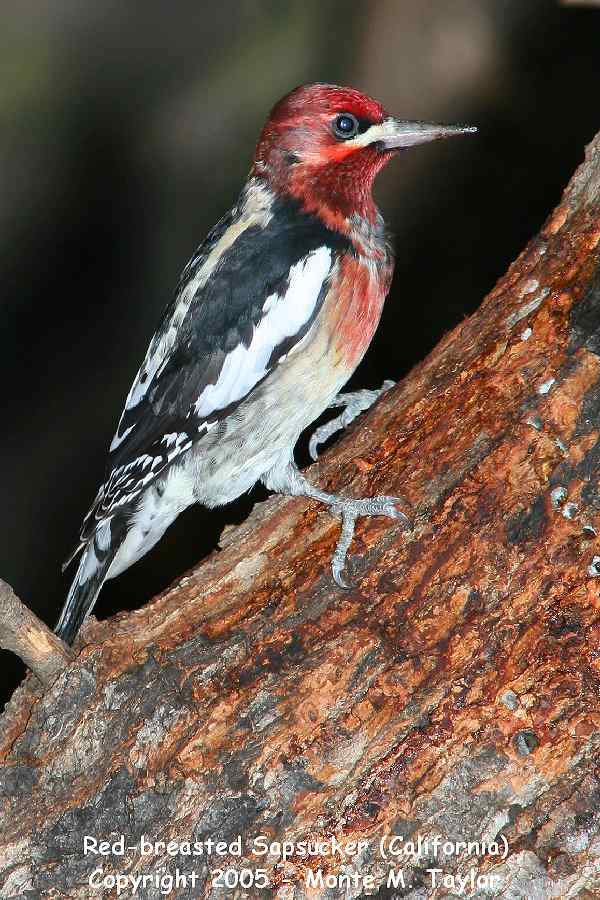 Red-breasted Sapsucker -winter / possible hybrid- (California)